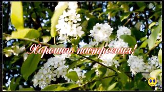 Band-Odessa. Расцвела черёмуха