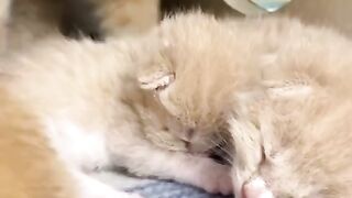 Cute Kitten - Best Of The 2021 Funny Cat Videos - TRY NOT TO LAUGH!