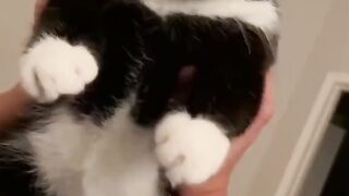 Funny Cat - Best Of The 2021 Funny Cat Videos - TRY NOT TO LAUGH!