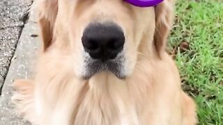Funny Dog - Best Of The 2021 Funny Dog Videos - TRY NOT TO LAUGH!