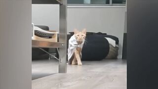 ПРИКОЛЫ С ЖИВОТНЫМИ ДО СЛЕЗ / Смешные КОТЫ 2021 / Funny ANIMALS video