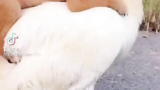 Funny transport item