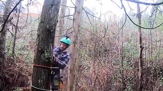Paranormal Tree Taking Revenge 