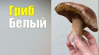 Гриб Белый. Справочник грибника