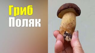 Польский Гриб. Справочник грибника
