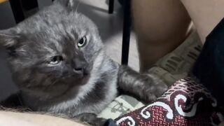 Сборник котиков
