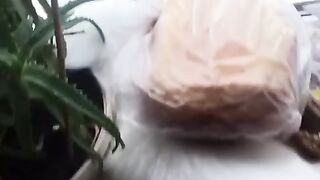 Милый котик