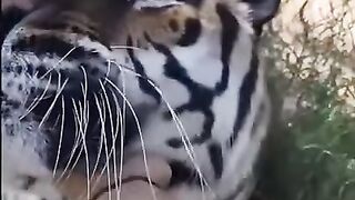 Разговорчивый тигр