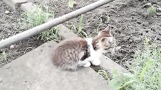 Котенок