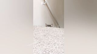 МОДНЯВЫЙ КОТ