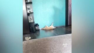 Приколы тикток