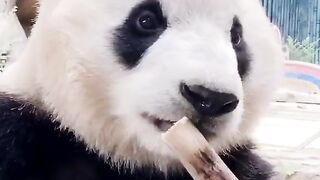 Funny Animal - Best Of The 2021 Funny Animal Videos - TRY NOT TO LAUGH!