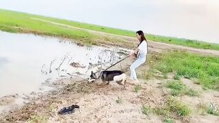 Весёлая собака