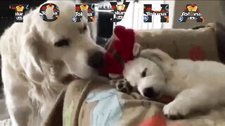 Забавные животные