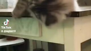 котик