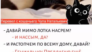 Сборник котиков