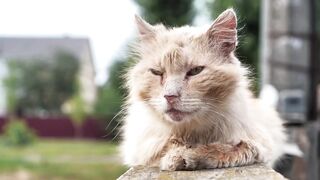 Самый Старый Кот в Мире
