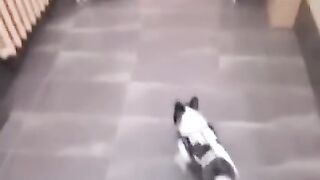 Когда не хочется гулять в дождь