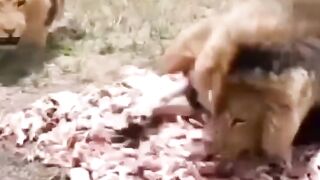 hungry lions broke down on eating