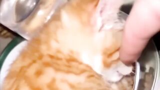 FUNNY ANIMALS BEST VIDEO