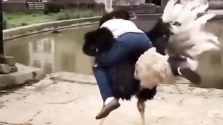funny videos of ostrich