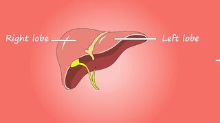 Liver Function