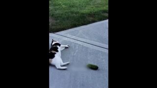 Funniest Animals 2023 ???? Funny Cats and Dogs ???? Part