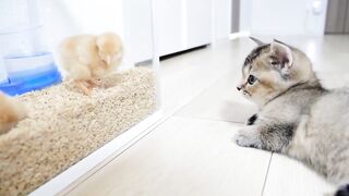 The Kitten Is Playing With The Chickens