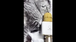 Funniest Animals 2023 ???? Funniest Cats and Dogs ???? Part