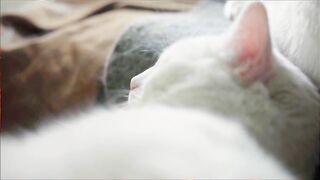 Sleeping cat ???? ????