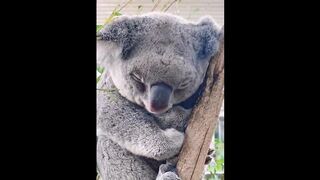 Cute baby animals Videos Compilation cute moment of the animals - Cutest Animals #20