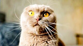 Beautiful cat ???? ???? ????‍⬛
