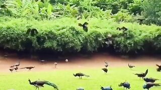 Peacock