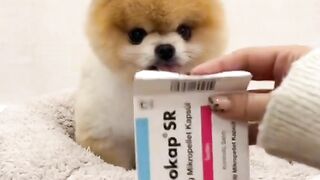 Doglife