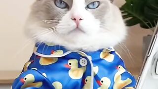 ???? Cats make food 2022 "That Little Puff" Tiktok Compilation