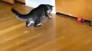 Funny cat's
