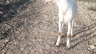 Vip teddy goat with pointed ears