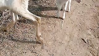 Beautiful teddy goat with pointed ears kid