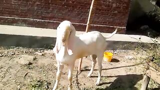 Rajanpuri breeder a plus quality breeders