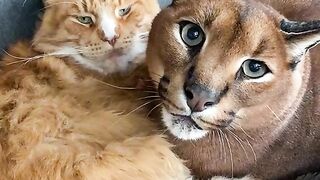 Funny cat