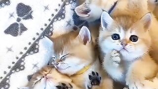 Cute cat's