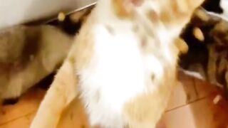 Cutest Cats and Dogs ???????? Part 1