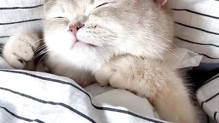 Cutest Cats and Dogs Part 2