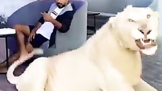 Dubai ???????? Sheikh With Lion ???? Tiger ???? at Home ???? Care Lifestyle || Jeetpuria Janab