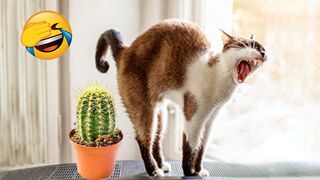 Cutest Cats and Dogs Part 3