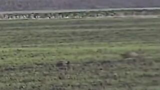 fight Eagle vs rabbit????????????????