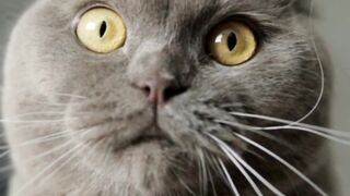 Funny cat video