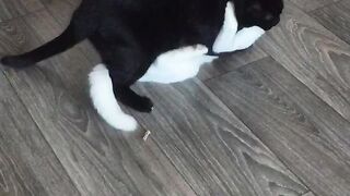Cat//////
