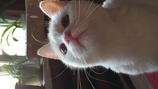 Cat moment