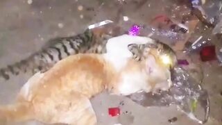 Funny Cat ???? Fighting ????????